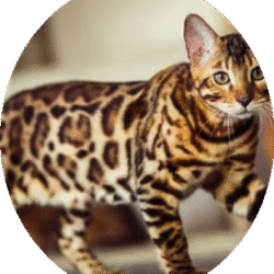 circle_Bengal_image