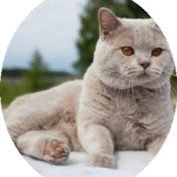 circle_British_shorthair_image