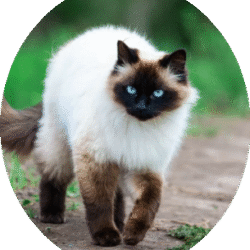 circle_Himalayan_image