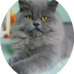 circle_Persian_image