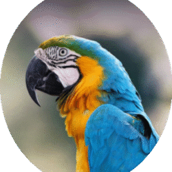 circle_blue_gold_macaw_image