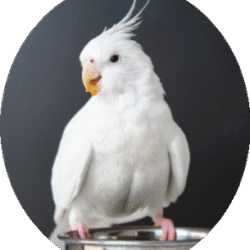 circle_cockateil_image
