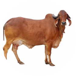 circle_cow_image (1)