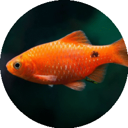 circle_fish_image (1)