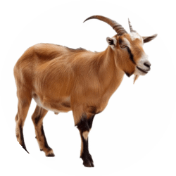circle_goat_image (1)