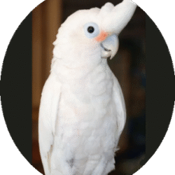 circle_goffins_cockatoo_image