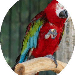 circle_green_winged_macaw_image