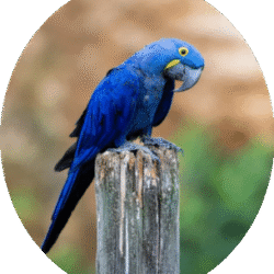 circle_hyacinth_macaw_image