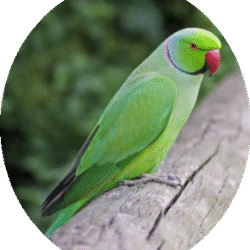 circle_indian_ring_necked_parakeet_image