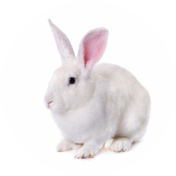 circle_rabbit_image (1)