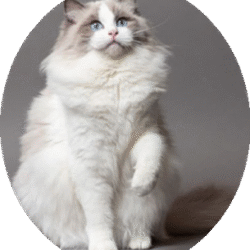 circle_rag_dolls_image