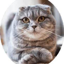 circle_scottish_fold_image