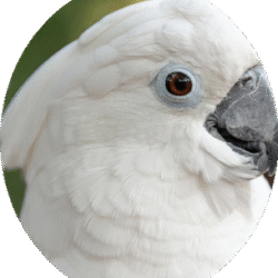 circle_umbrella_cockatoo_image