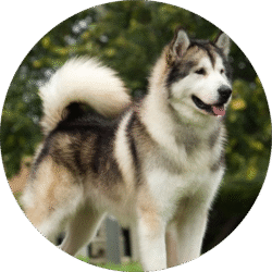 Alaskan malamute – 1