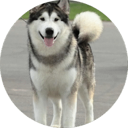 Alaskan malamute – 2