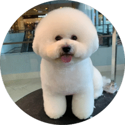 Bichon Frise – 1