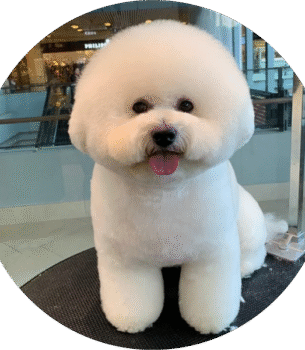 Bichon Frise