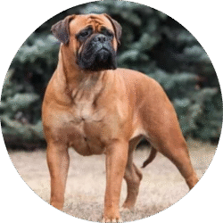 Bull mastiff – 1