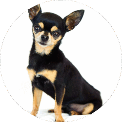 Chihuahua – 1