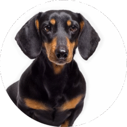 Dachshund – 1