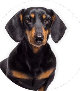 Dachshund