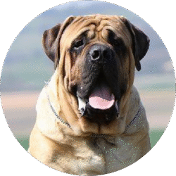 English mastiff – 1