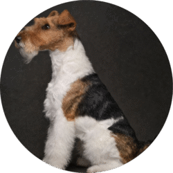 Fox terrier – 1
