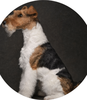 Fox terrier