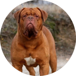 French mastiff – 1