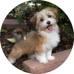 Havanese