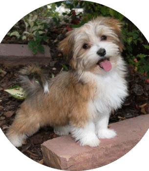 Havanese