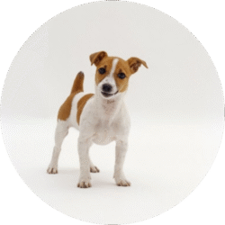 Jack Rassell Terrier – 2