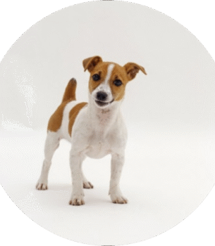 Jack Rassell Terrier