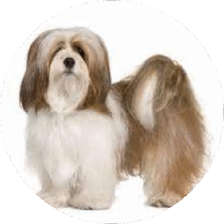 Lhasa Apso – 1