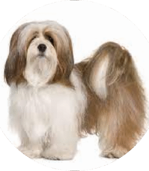 Lhasa Apso