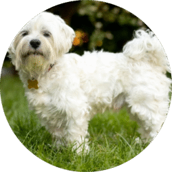 Maltese – 1