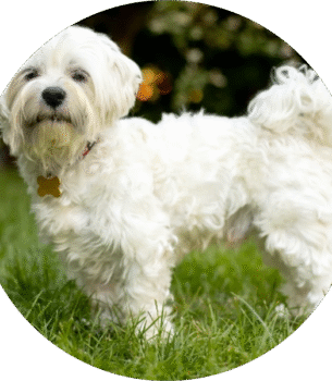 Maltese