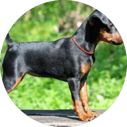 Miniature Pinscher – 1