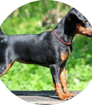 Miniature Pinscher