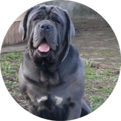 Neapolitan mastiff – 1