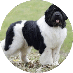 Newfoundland – 1
