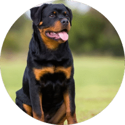 Rottweiler