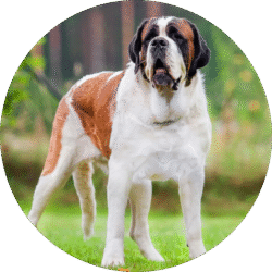 Saint Bernard