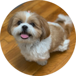 Shihtzu – 1