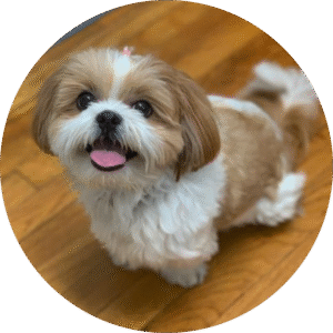 Shihtzu