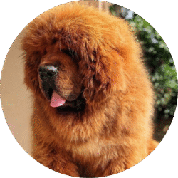 Tibetan mastiff – 1