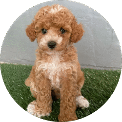 Toy poodle – 1