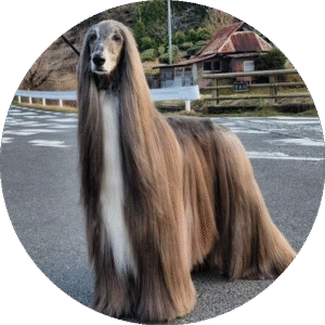 Afghan Hound