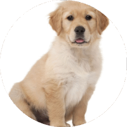 circle_golden_retriever_image