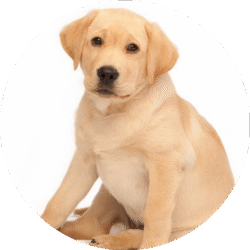 circle_labrador_image_2
